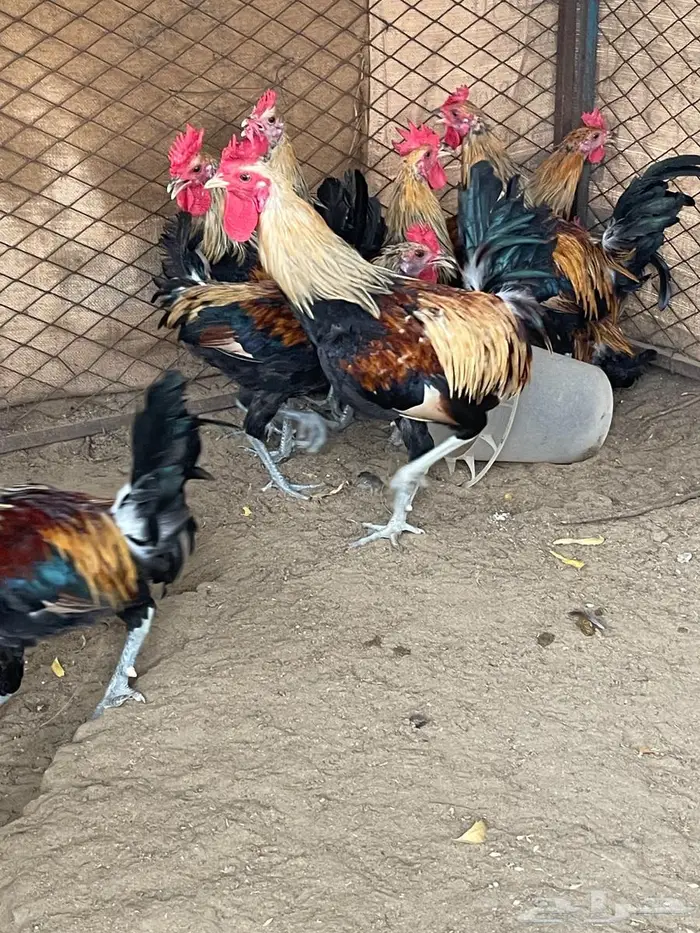 ديوك عربي 1