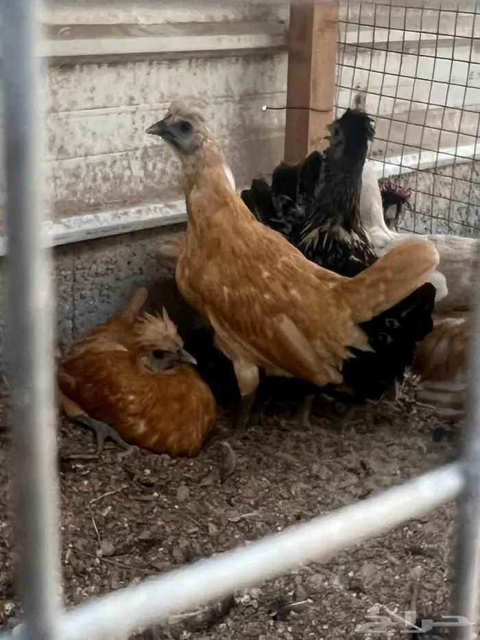 دجاج حباحب 4