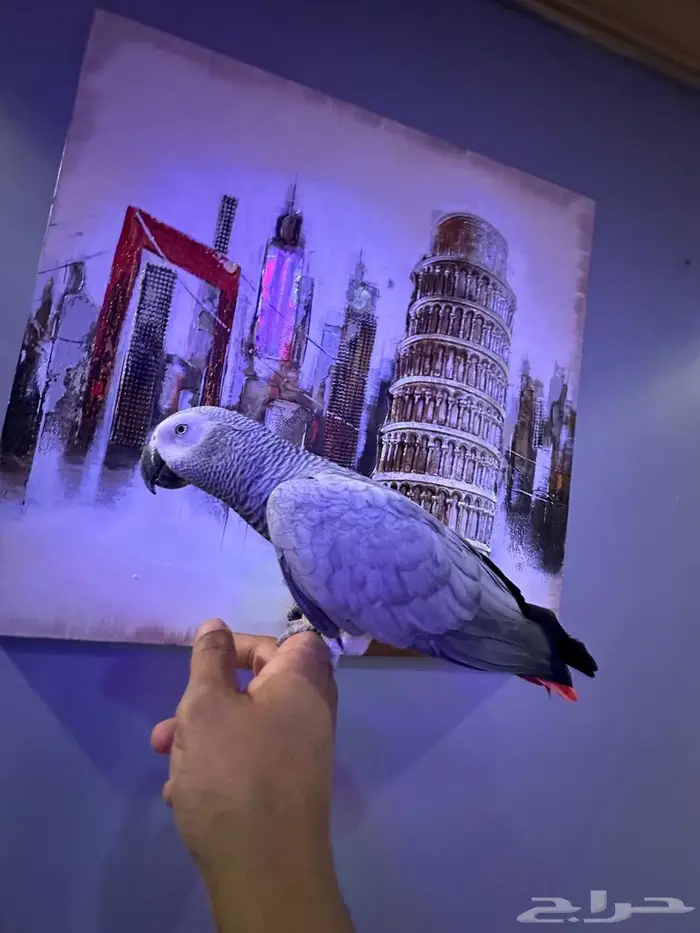 كاسكو الف ومتكلم 0