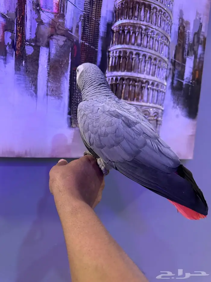 كاسكو الف ومتكلم 3