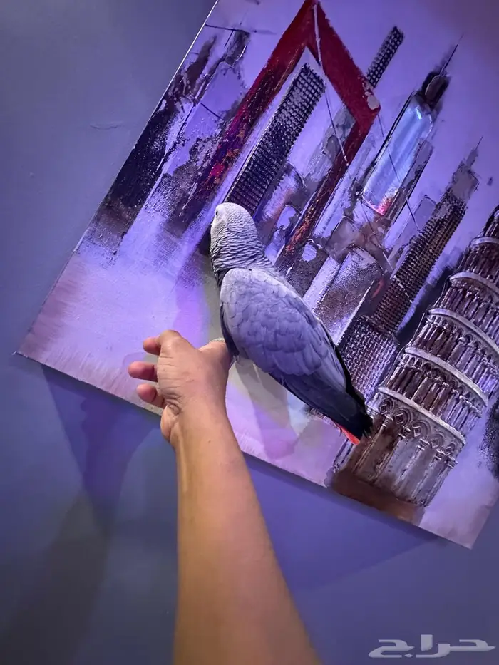 كاسكو الف ومتكلم 1