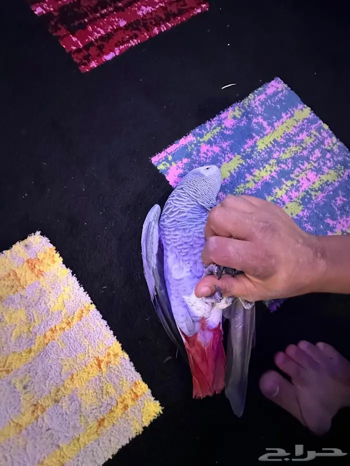 كاسكو الف ومتكلم 5