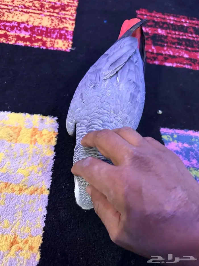 كاسكو الف ومتكلم 4