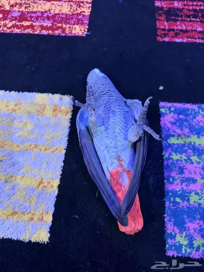 كاسكو الف ومتكلم 6