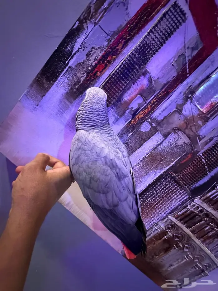 كاسكو الف ومتكلم 7