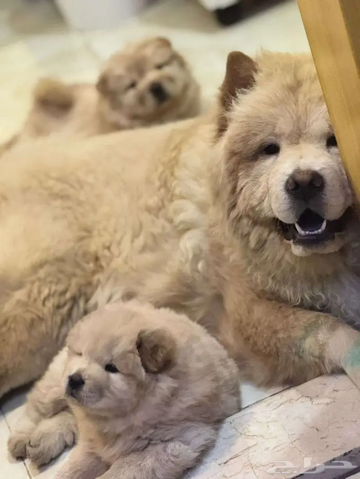 كلب تشاو تشاو اصلي كلب الملوك 4