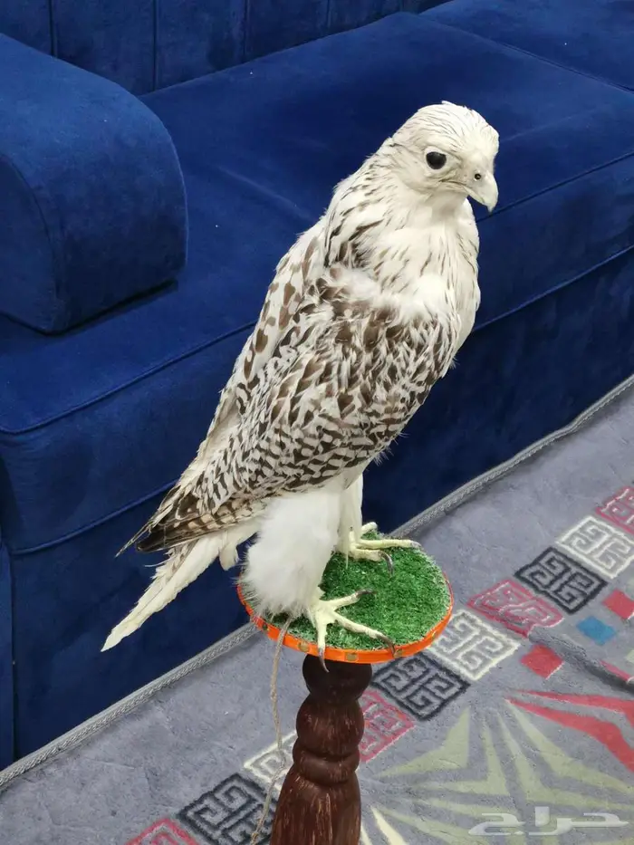 تحنيط. طيور ( للمفاهمة واتساب ) دجاج محنط في عش الأحساء 6