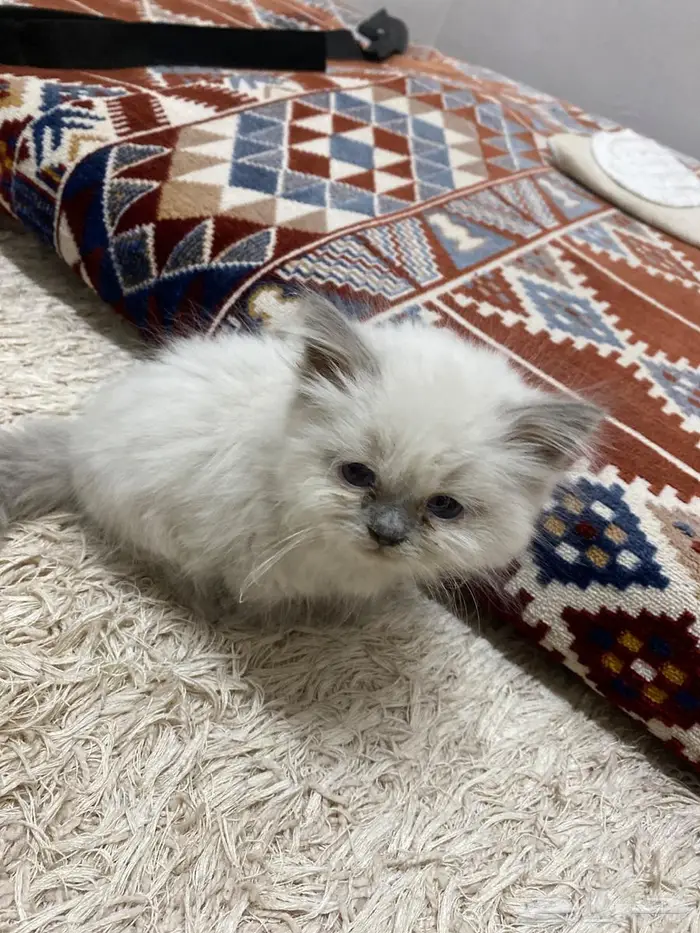 قط عمره 3 اشهر 0