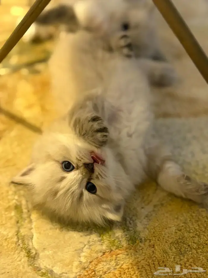قطط صغيره همالايا 2