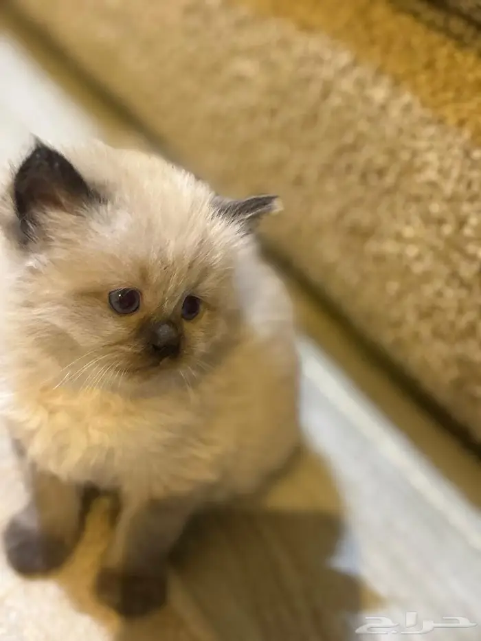 قطط صغيره همالايا 1