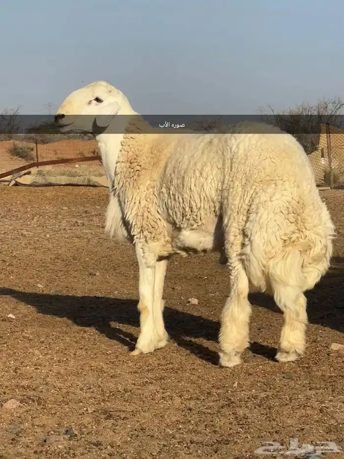 فحل حري 0