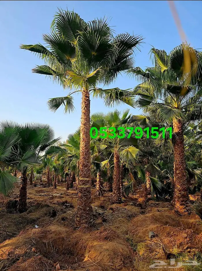 نخل واشنطني نخل زينه واشنطن 0