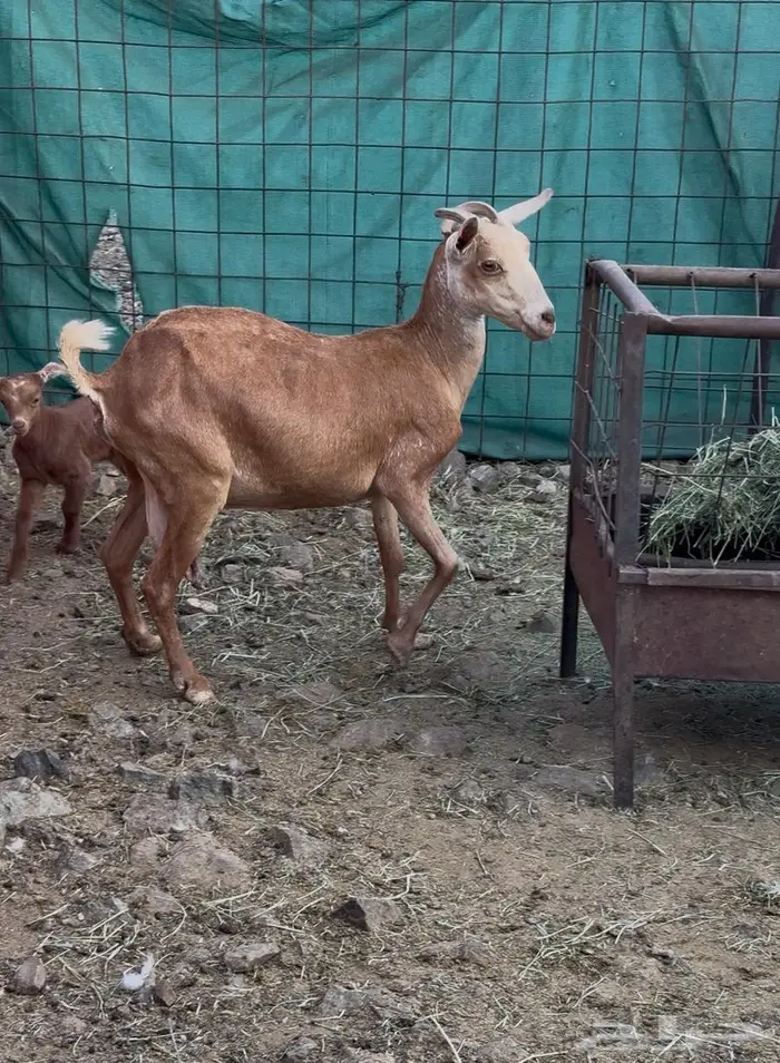 معزا معاها 2 واحده معاها واحد معاها تيوس 1