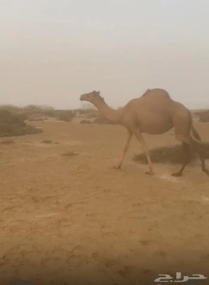 بكرة ثنية ساحليه 0
