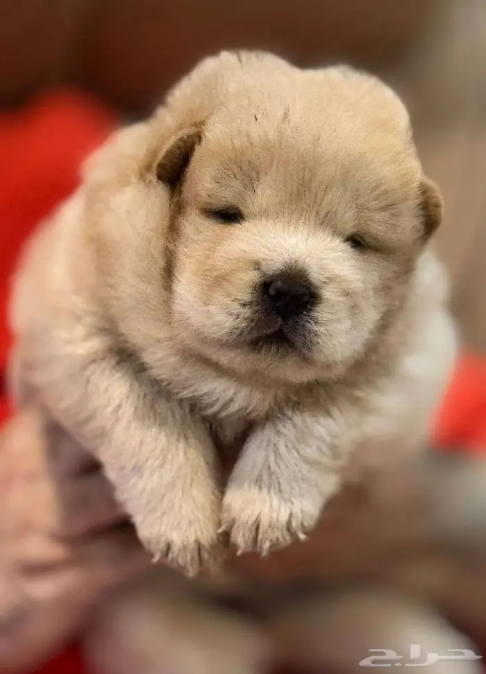 كلب تشاو تشاو اصلي كلب الملوك 1