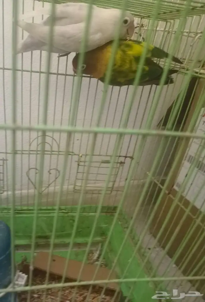 مجموعة طيور بادجي و فيشر و زيبرا 1