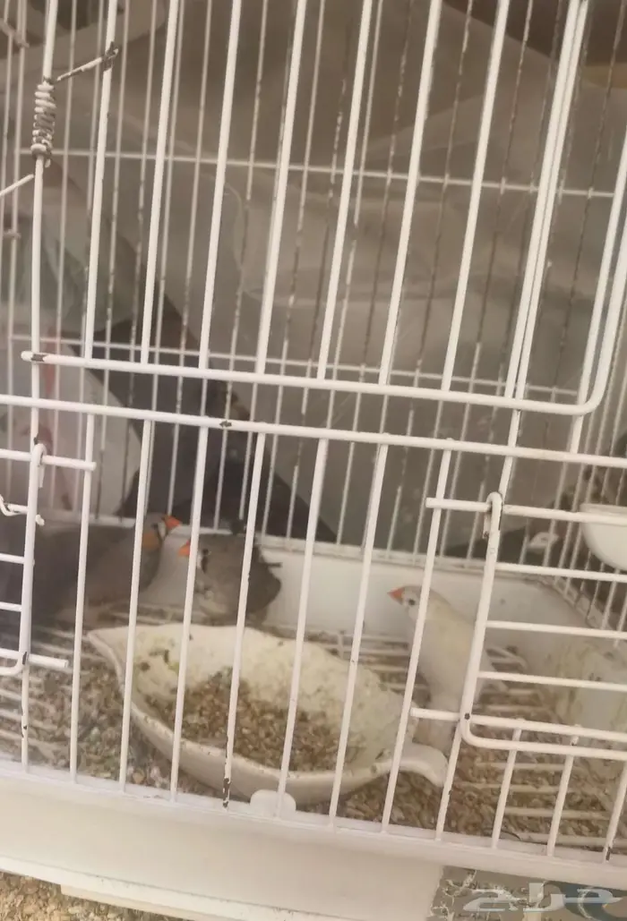 مجموعة طيور بادجي و فيشر و زيبرا 3
