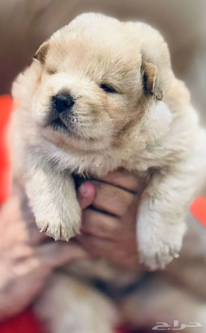 كلب تشاو تشاو اصلي كلب الملوك 2