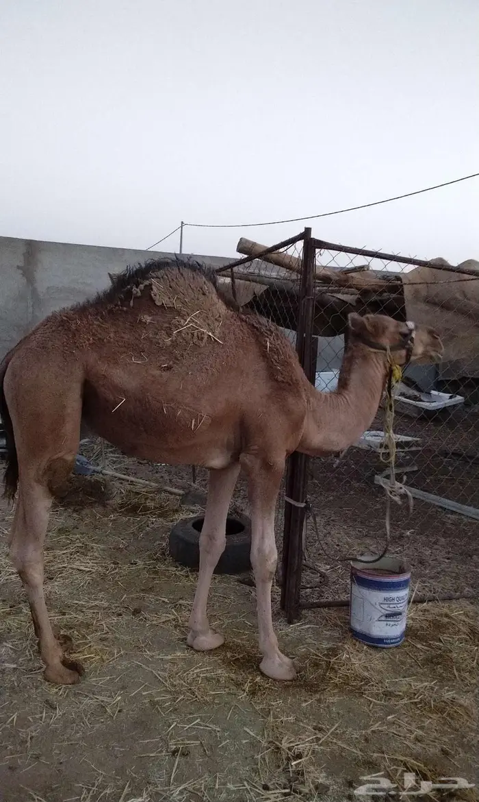 قعود للبيع 0