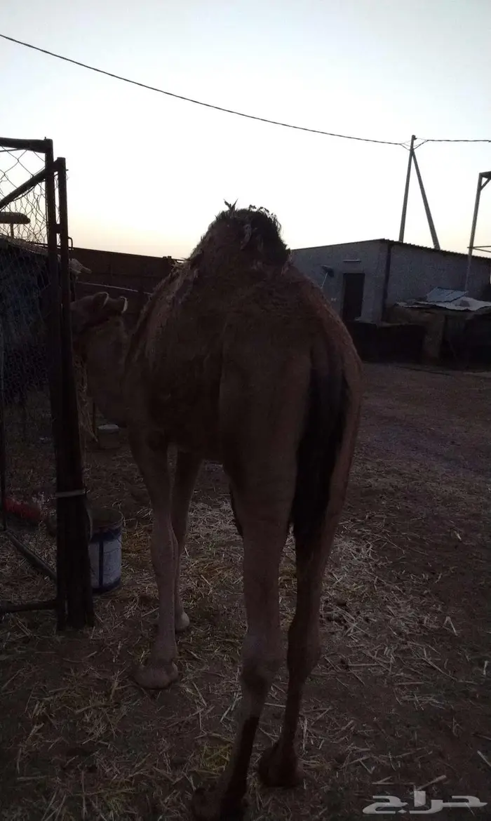 قعود للبيع 1