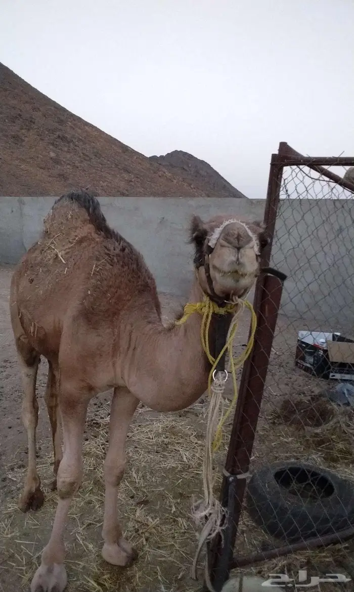 قعود للبيع 2