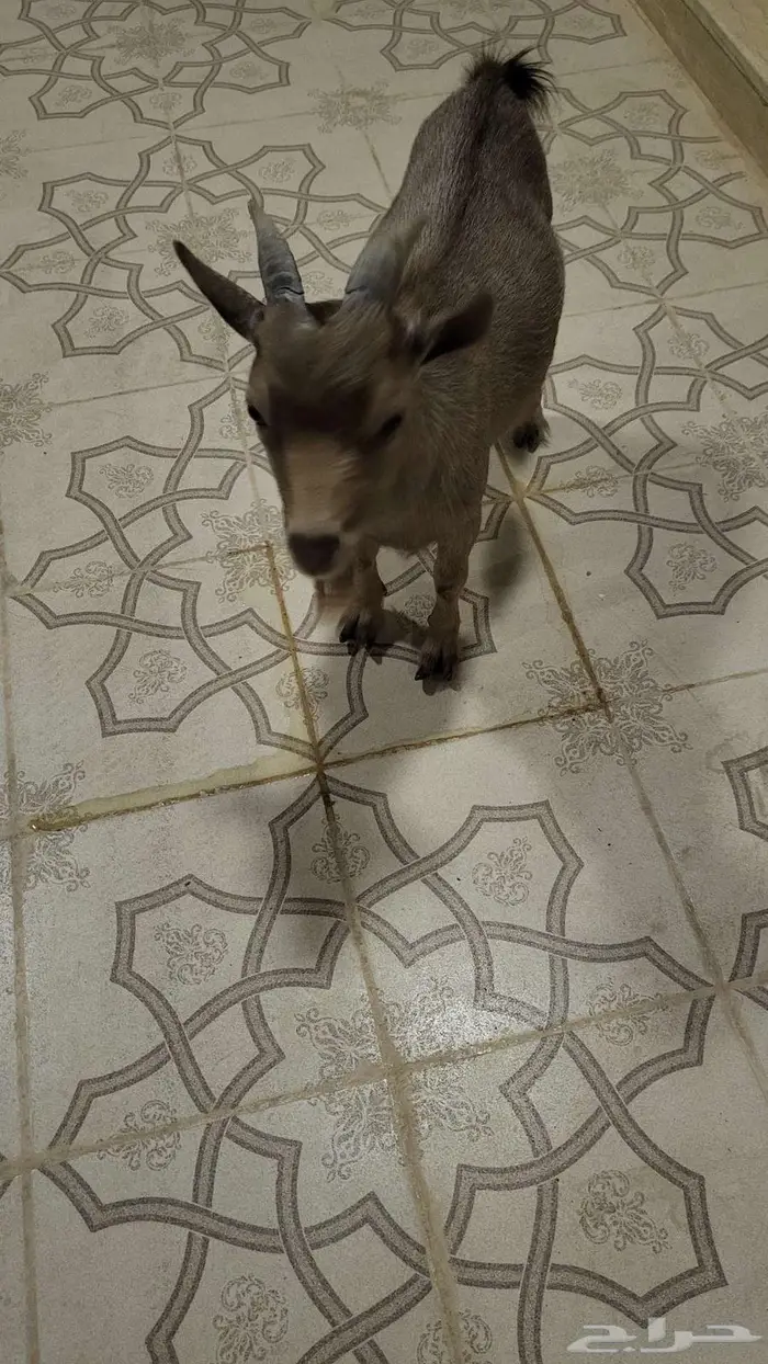 ماعز قزم 0