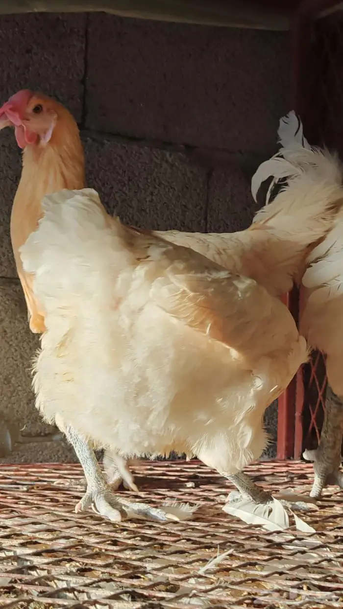 دجاج بريس الفرنسي 0