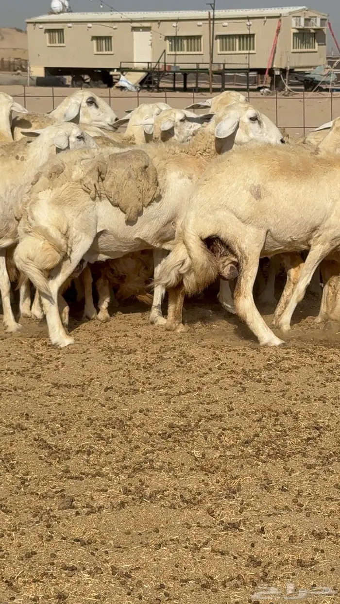 غنم 41 تحتها 16 فحولها 2 16