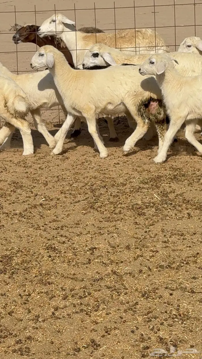 غنم 41 تحتها 16 فحولها 2 9