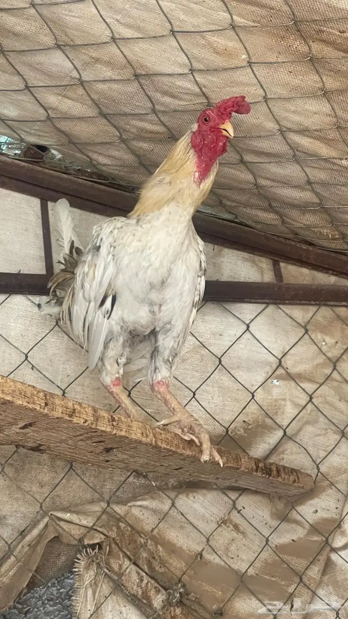 ديك للبيع 1