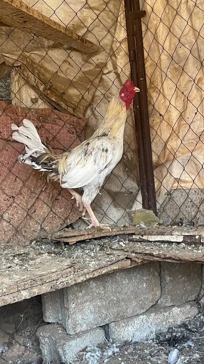 ديك للبيع 2