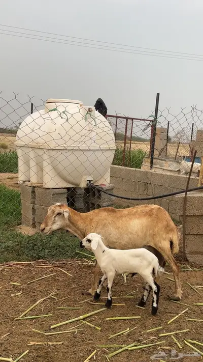 نعجه منتوج 0