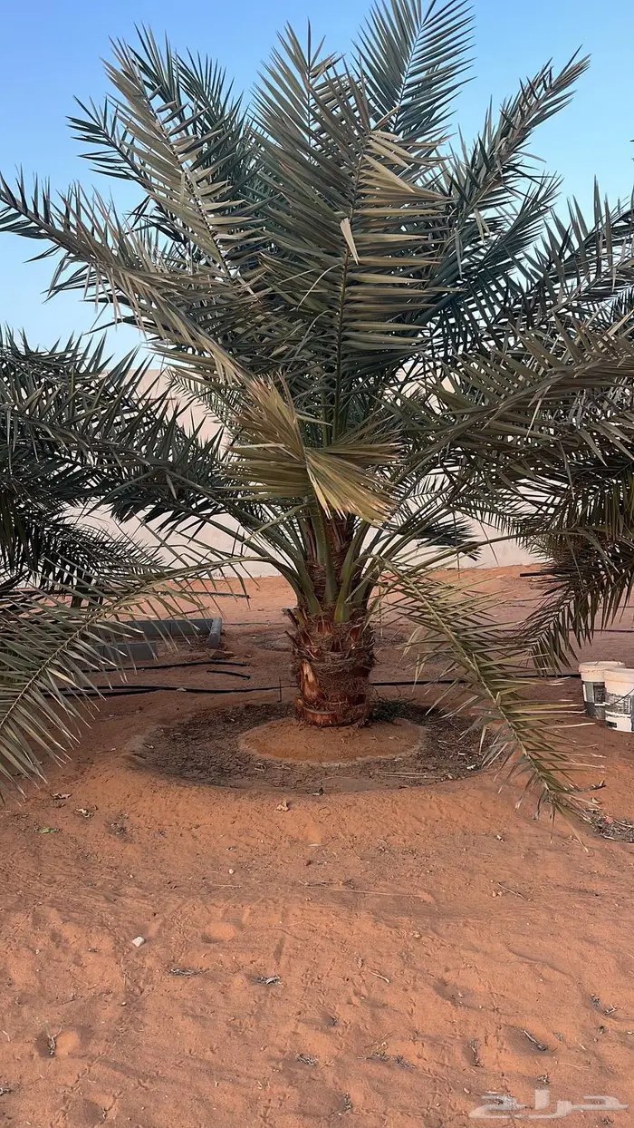 للبيع نخل سكري 1