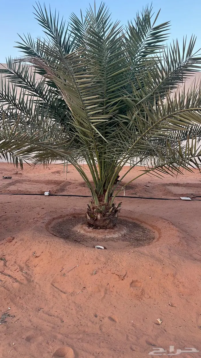 للبيع نخل سكري 0