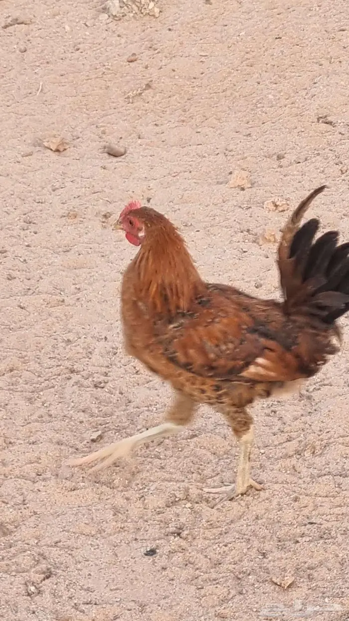ديوك فيومي وبلدي للبيع 2