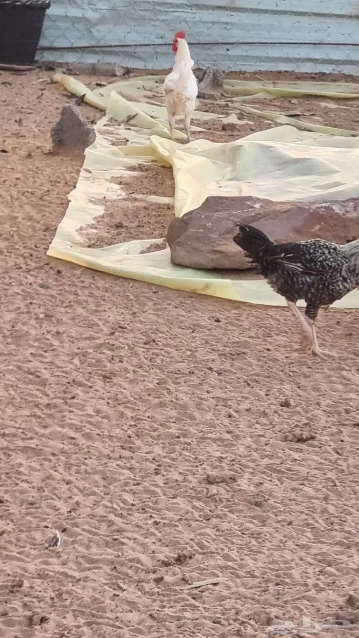 ديوك فيومي وبلدي للبيع 7
