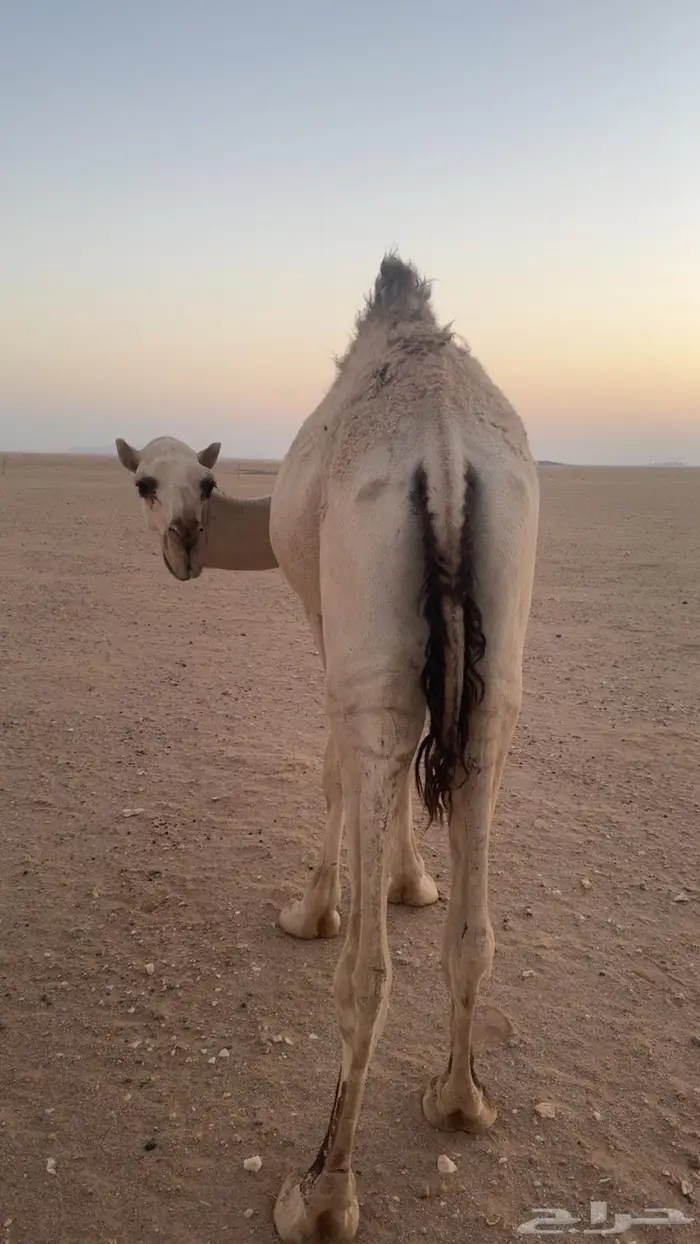 قعود للبيع العمر 1