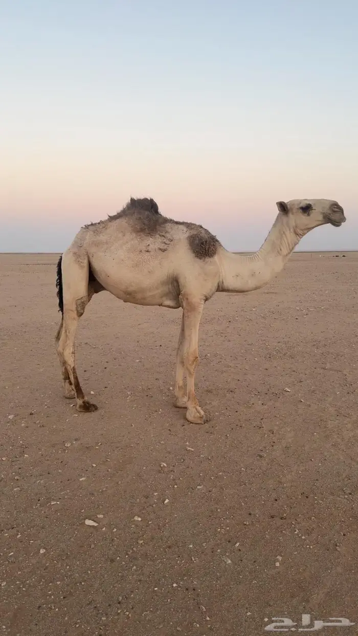 قعود للبيع العمر 0