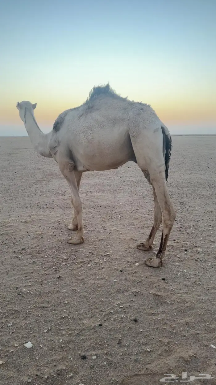 قعود للبيع العمر 2