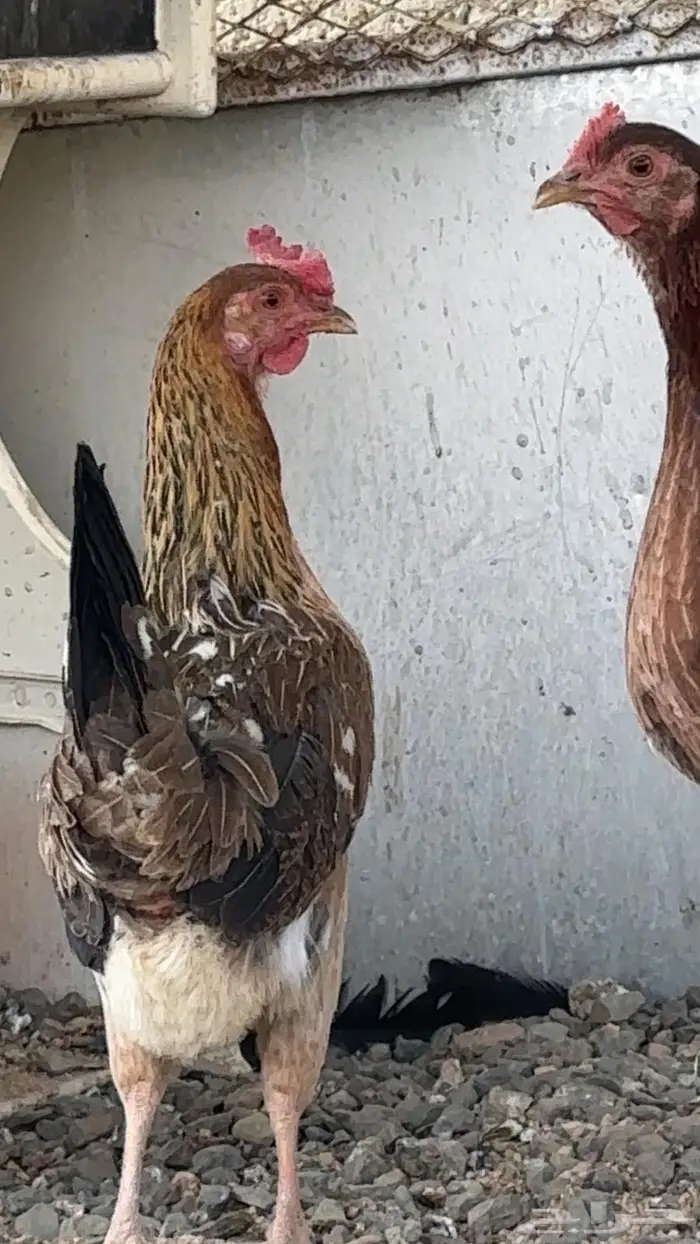 دجاجه عربيه للبيع 1