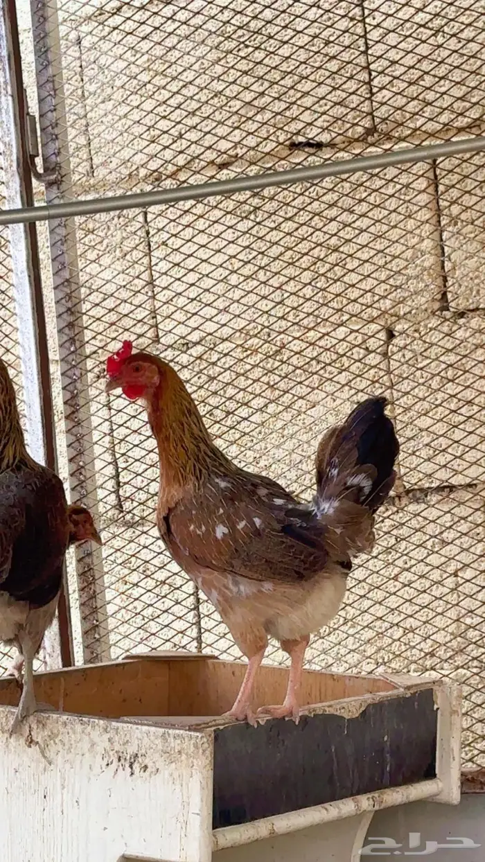دجاجه عربيه للبيع 2