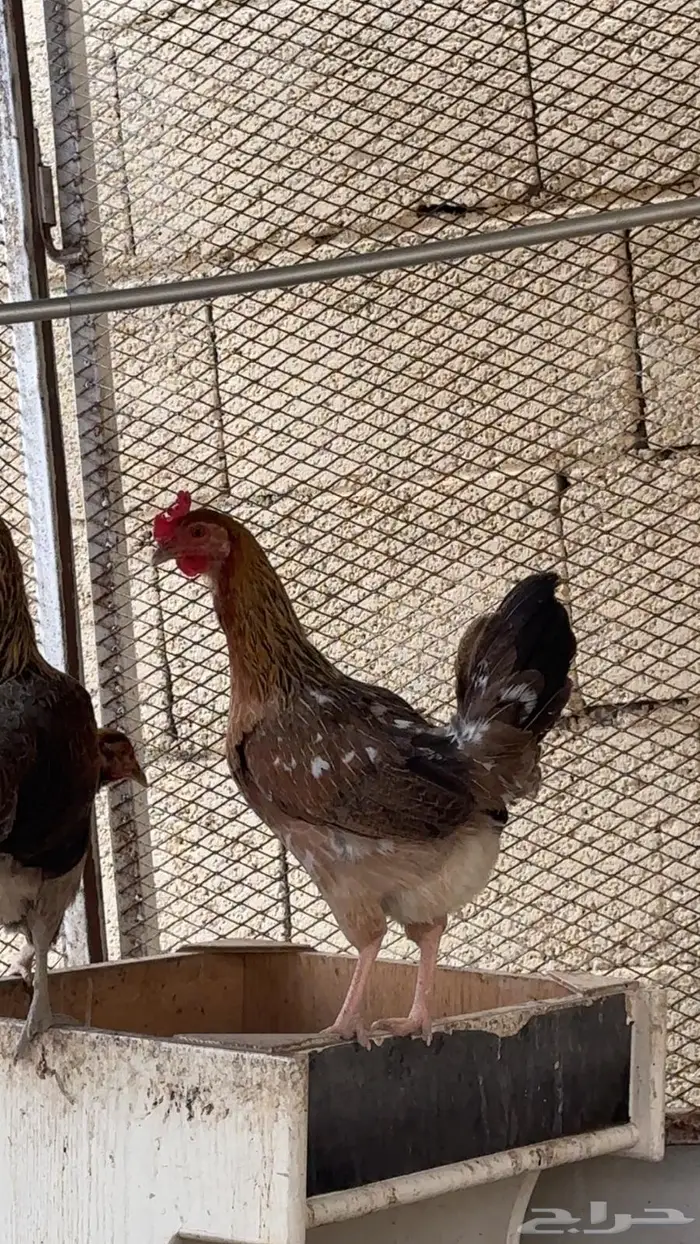 دجاجه عربيه للبيع 0