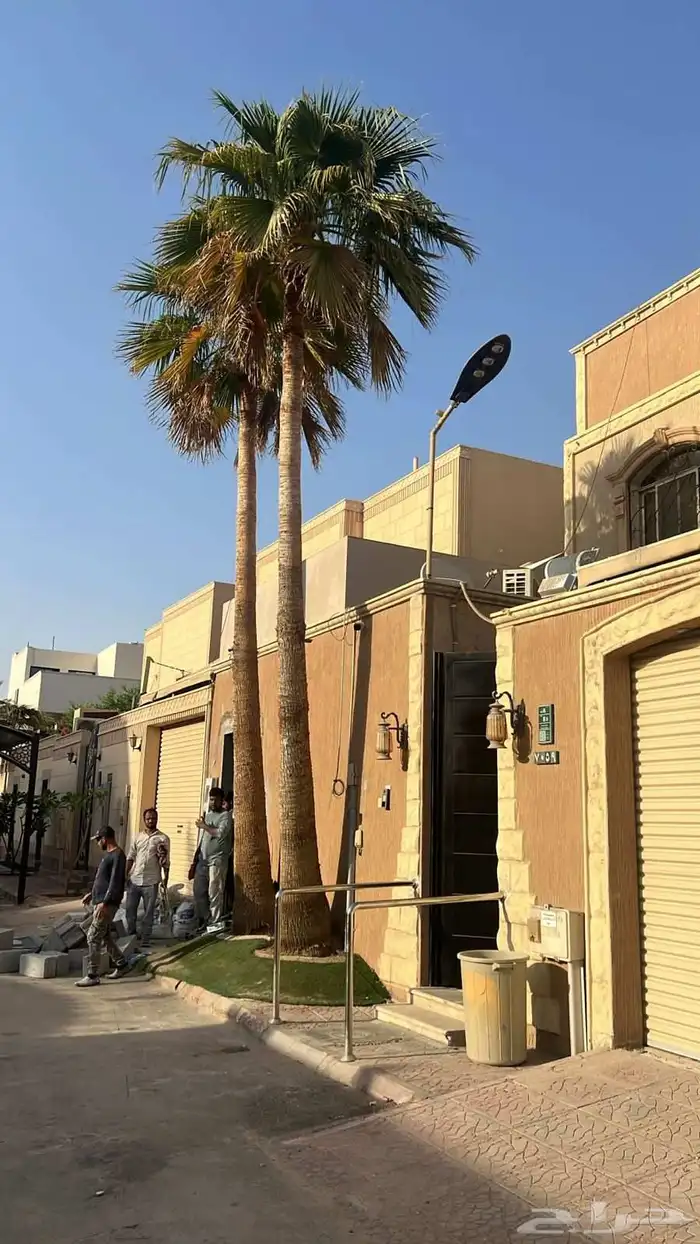 نخل وشنطني تقريبا 7متر للبيع 0