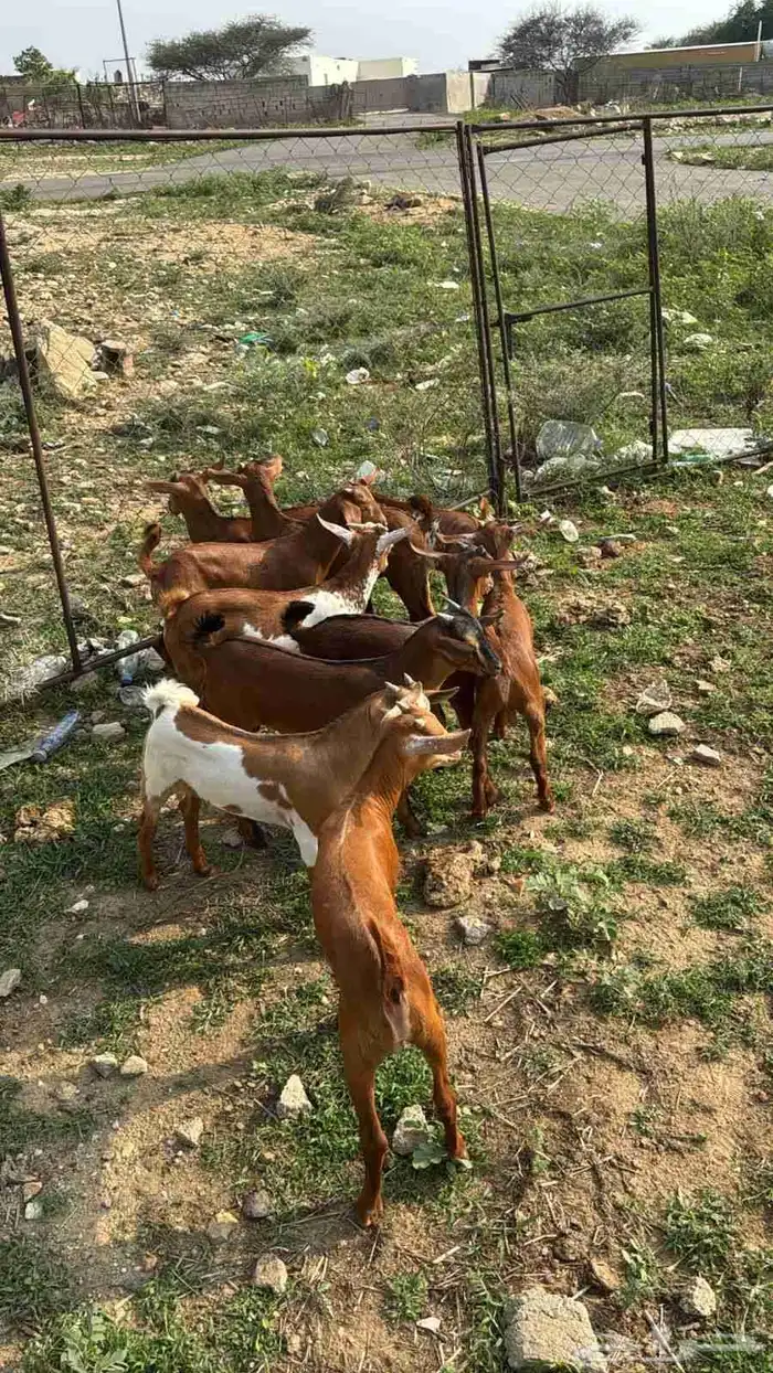 تيوس دهم كله ذكور(تم البيع) 4