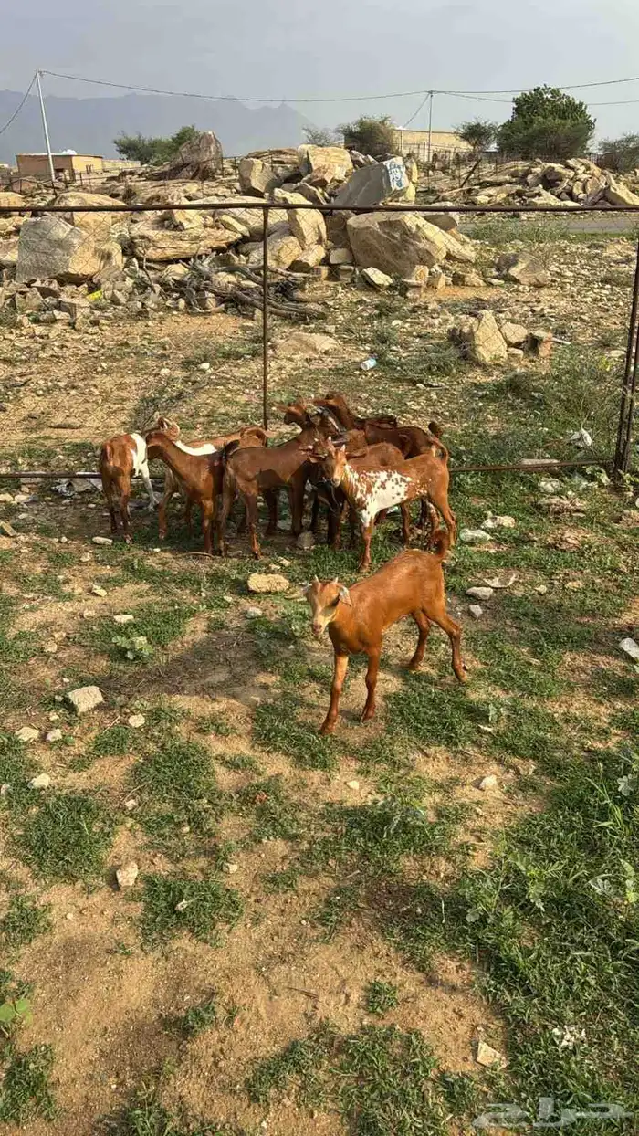 تيوس دهم كله ذكور(تم البيع) 0