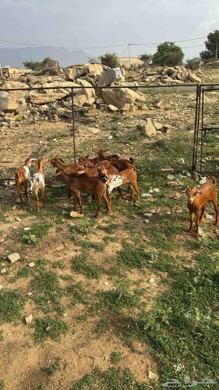 تيوس دهم كله ذكور(تم البيع) 2