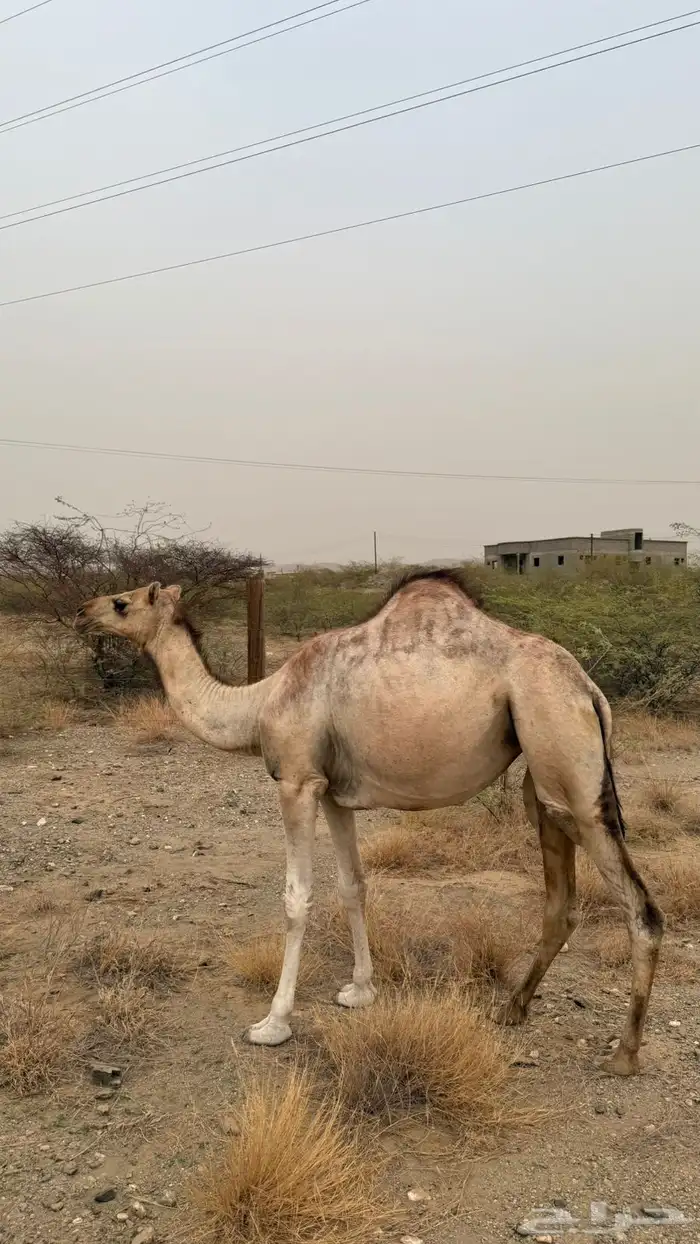 ابل ماشاءالله طيبه 3