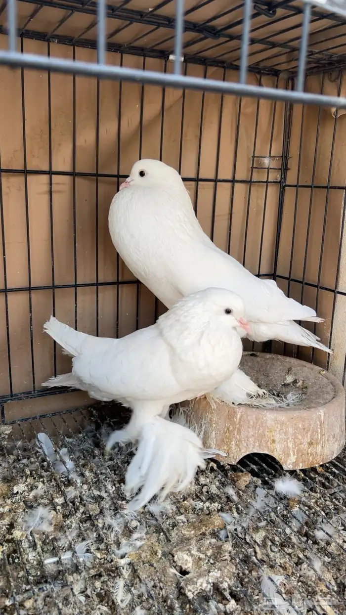 جوز نفاخ 0