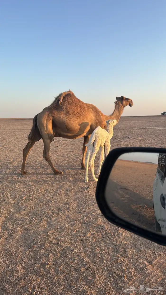 خلفه 0