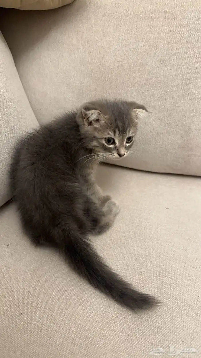 قط كيتن سكوتش فولد 3